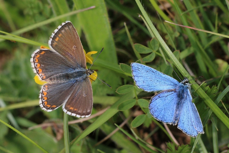 Adonis blue (Polyommatus bellargus) pair.jpg
