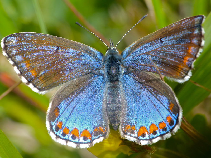 Adonis Blue Butterfly (Lysandra bellargus) female -ceronus- form (14172947129).jpg