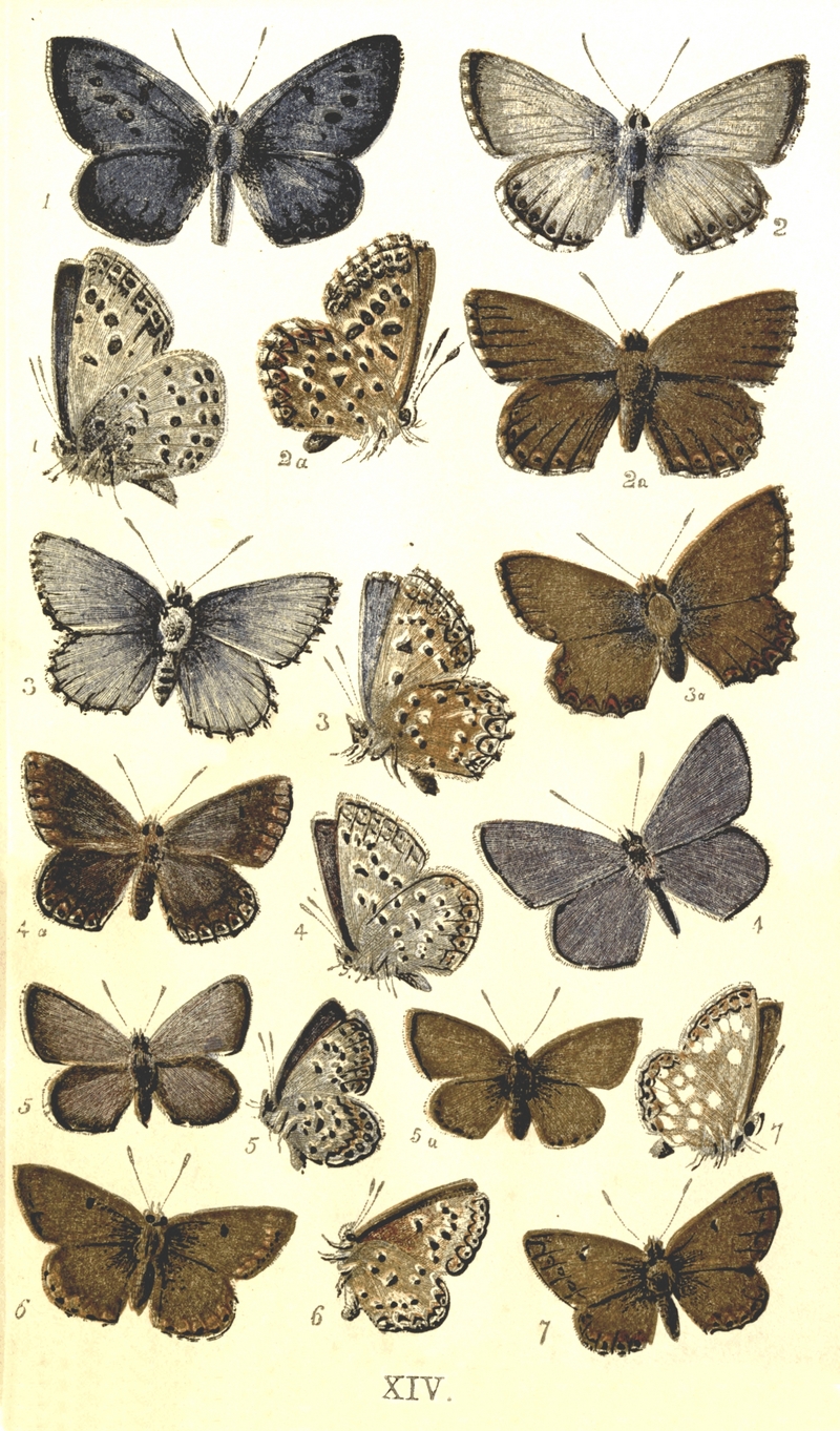 Colemans British Butterflies Plate XIV.png