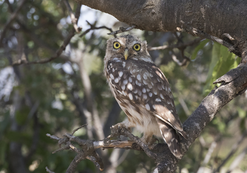Athene noctua - Little owl 03.jpg