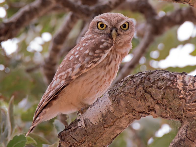 Athene noctua - the little owl.jpg