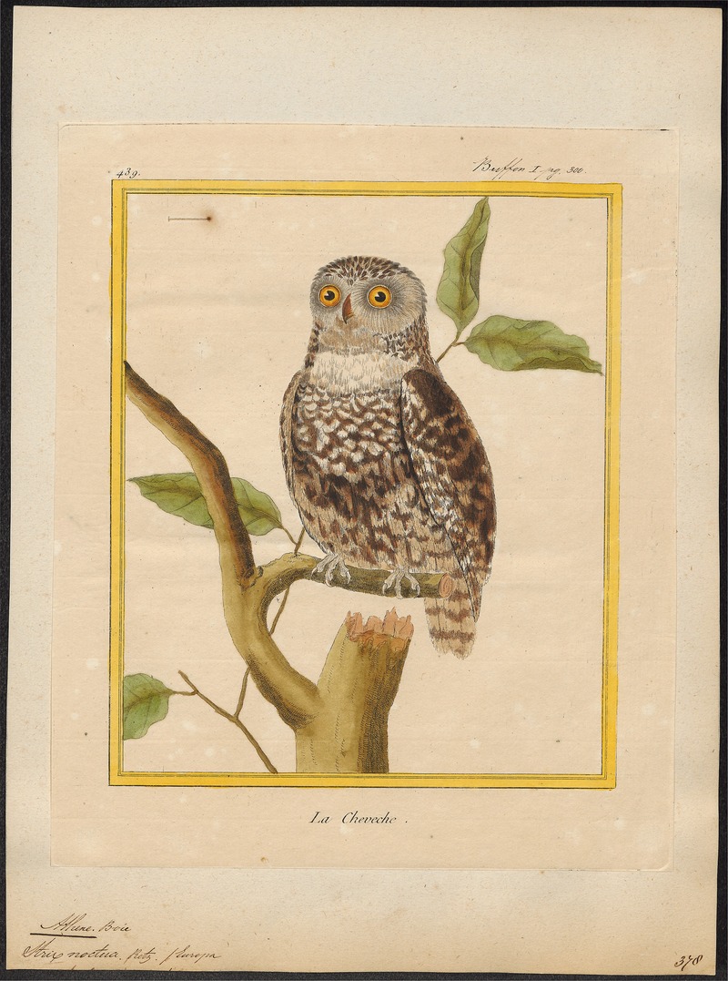 Athene noctua - 1700-1880 - Print - Iconographia Zoologica - Special Collections University of Amsterdam - UBA01 IZ18400029.jpg