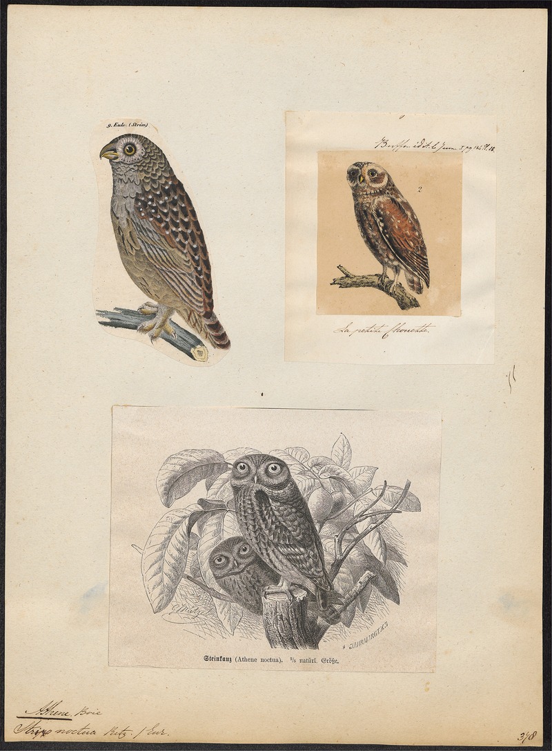 Athene noctua - 1700-1880 - Print - Iconographia Zoologica - Special Collections University of Amsterdam - UBA01 IZ18400031.jpg