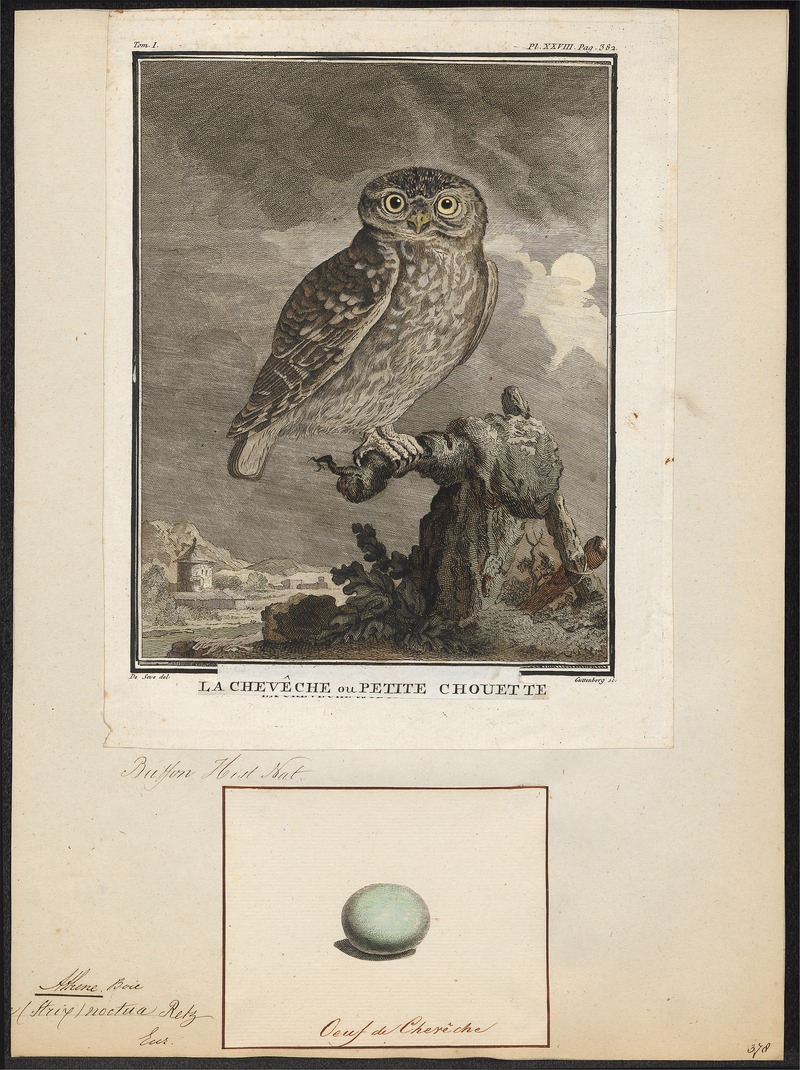 Athene noctua - 1700-1880 - Print - Iconographia Zoologica - Special Collections University of Amsterdam - UBA01 IZ18400033.jpg