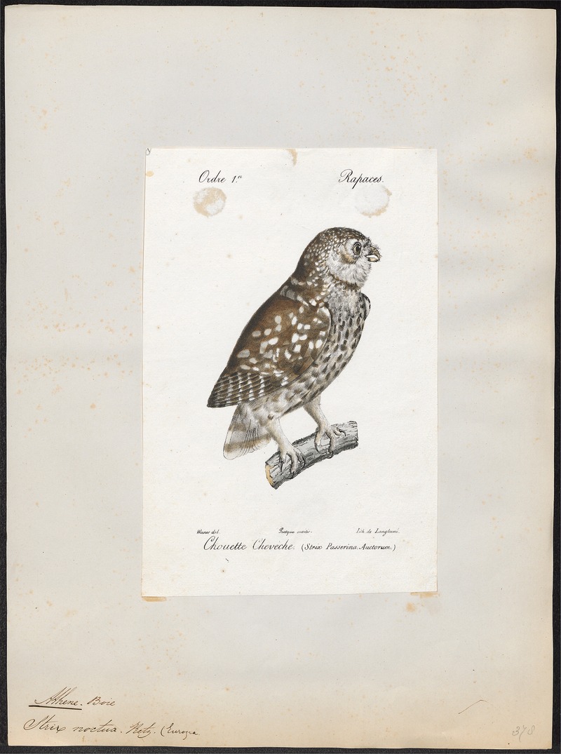Athene noctua - 1842-1848 - Print - Iconographia Zoologica - Special Collections University of Amsterdam - UBA01 IZ18400027.jpg