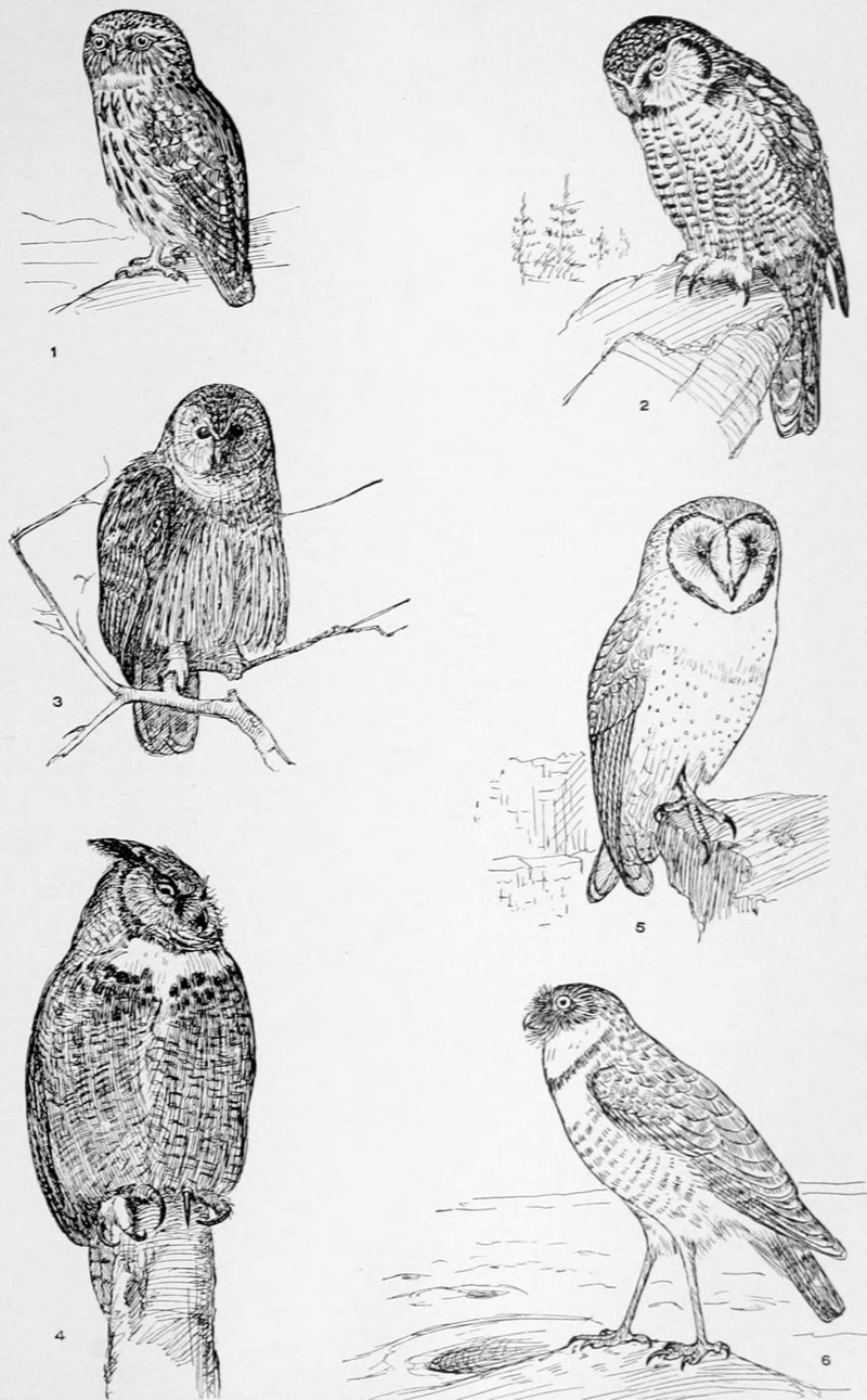 NIE 1905 Owl - representative owls.jpg