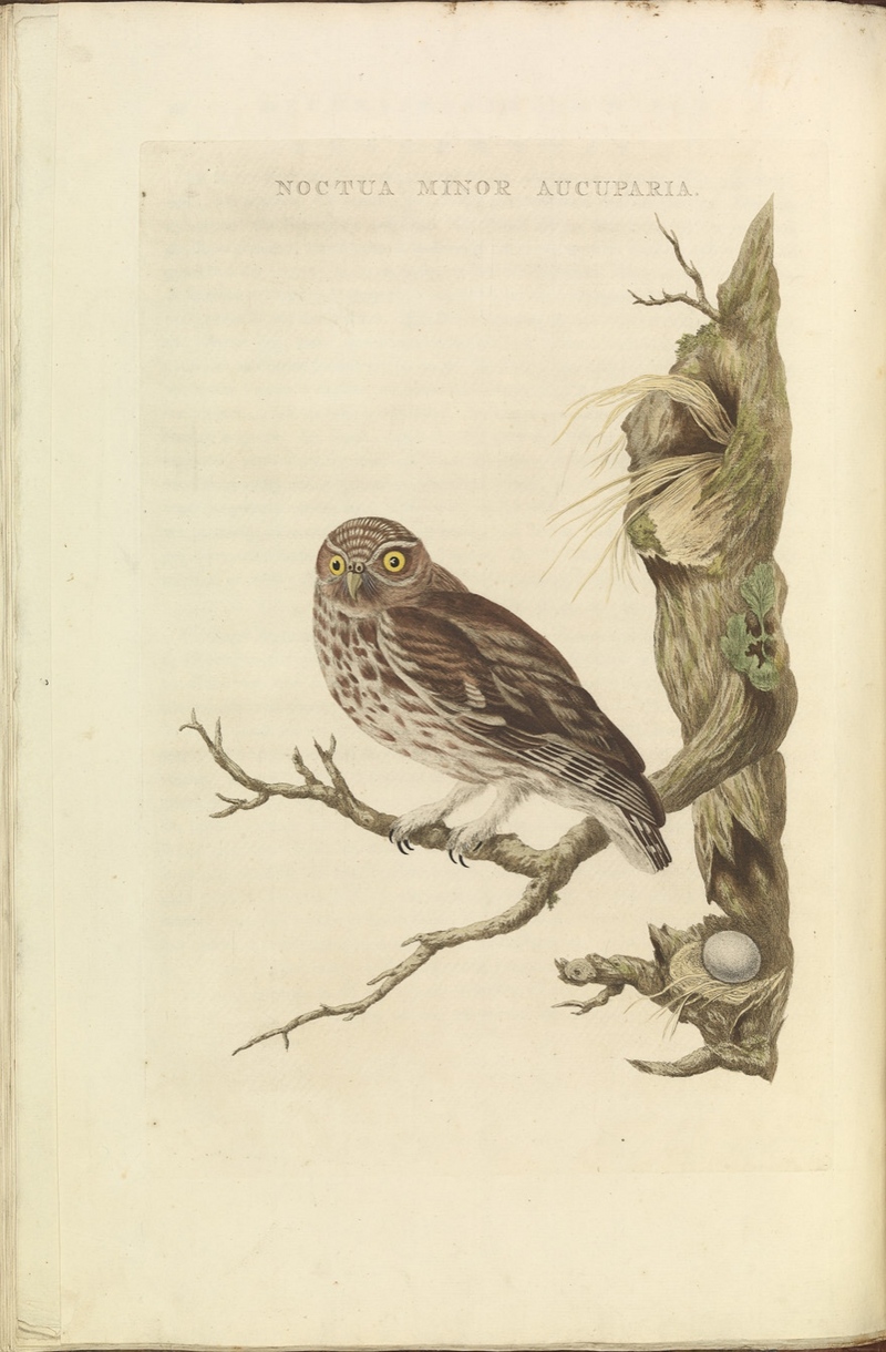 Nederlandsche vogelen (KB) - Athene noctua (068b).jpg