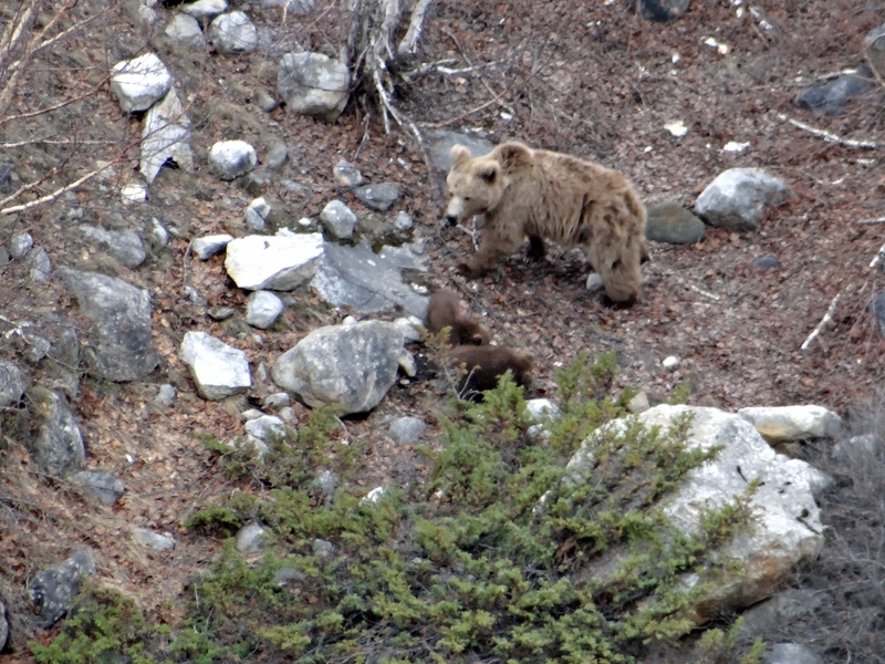 Himalayan Brown Bear With Cubs - Himalayan brown bear (Ursus arctos isabellinus).JPG