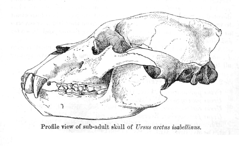 Ursus.Skull.Smit.jpg