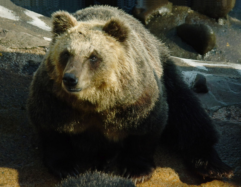 Hokkaido Brown Bear.jpg