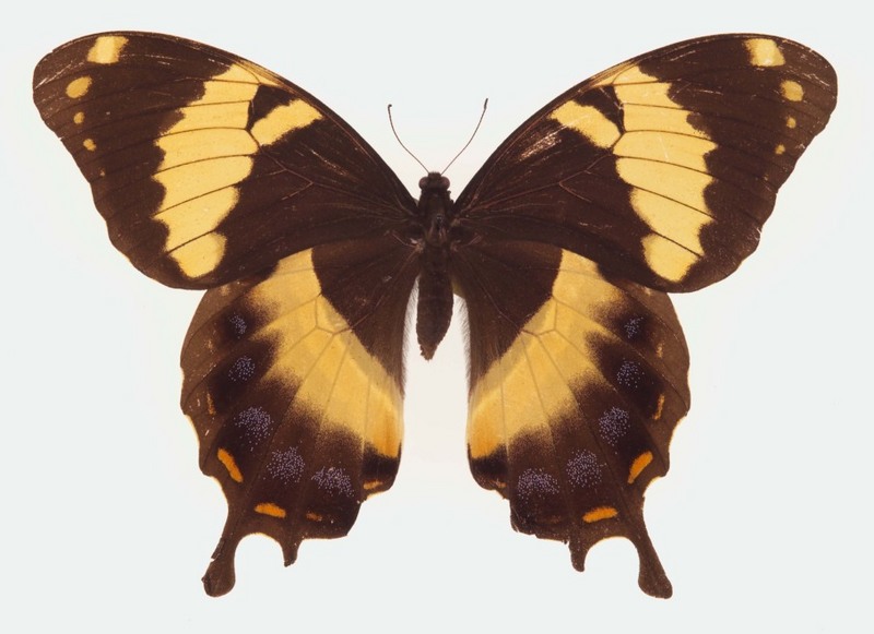 Papilio homerus ulster.jpg