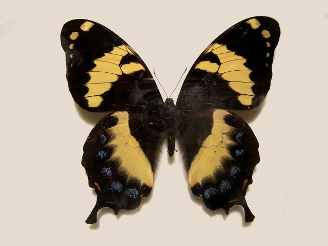 Papilio homerus.jpg