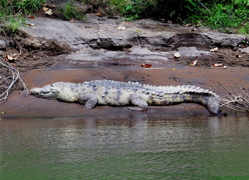 Costa Rica - Sarapiqui 10 - American crocodile (Crocodylus acutus).jpg