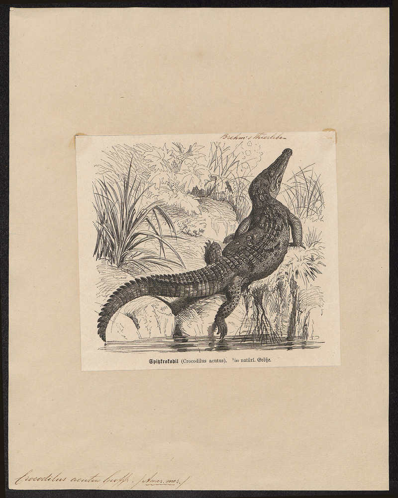 Crocodilus acutus - 1700-1880 - Print - Iconographia Zoologica - Special Collections University of Amsterdam - UBA01 IZ12200033.jpg