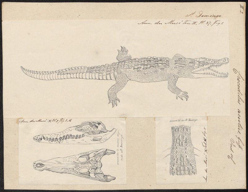 Crocodilus acutus - 1700-1880 - Print - Iconographia Zoologica - Special Collections University of Amsterdam - UBA01 IZ12200066.jpg