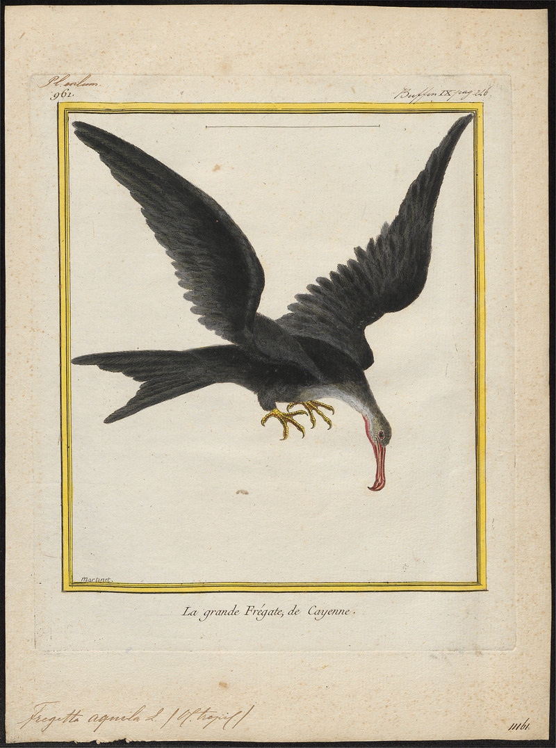 Atagen aquilus - 1700-1880 - Print - Iconographia Zoologica - Special Collections University of Amsterdam - UBA01 IZ18000183.jpg