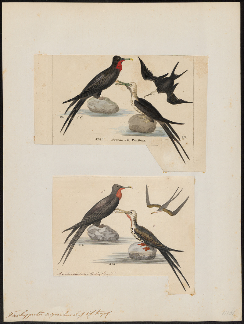 Atagen aquilus - 1700-1880 - Print - Iconographia Zoologica - Special Collections University of Amsterdam - UBA01 IZ18000187.jpg