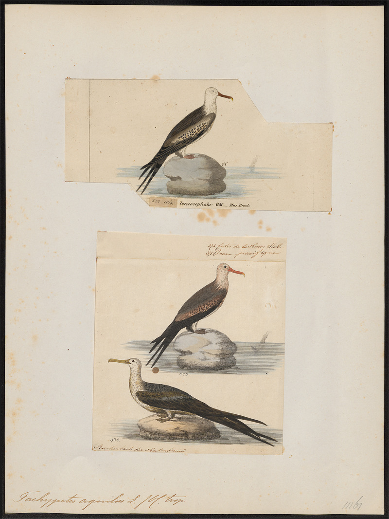 Atagen aquilus - 1700-1880 - Print - Iconographia Zoologica - Special Collections University of Amsterdam - UBA01 IZ18000189.jpg