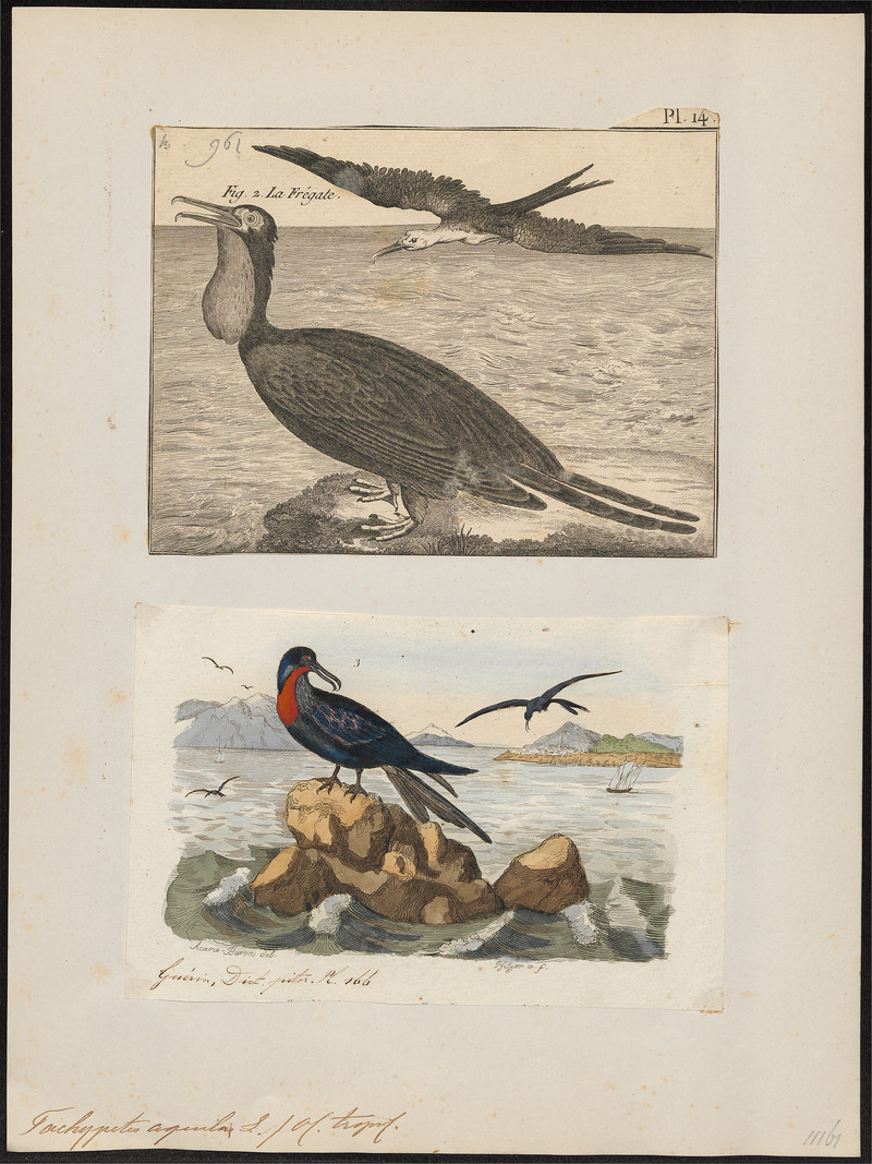 Atagen aquilus - 1700-1880 - Print - Iconographia Zoologica - Special Collections University of Amsterdam - UBA01 IZ18000191.jpg