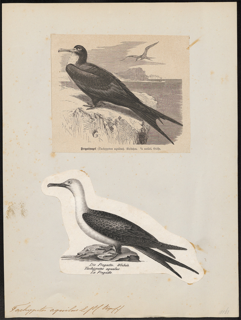 Atagen aquilus - 1700-1880 - Print - Iconographia Zoologica - Special Collections University of Amsterdam - UBA01 IZ18000193.jpg