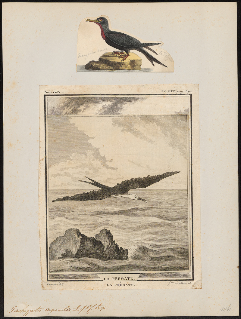 Atagen aquilus - 1700-1880 - Print - Iconographia Zoologica - Special Collections University of Amsterdam - UBA01 IZ18000195.jpg