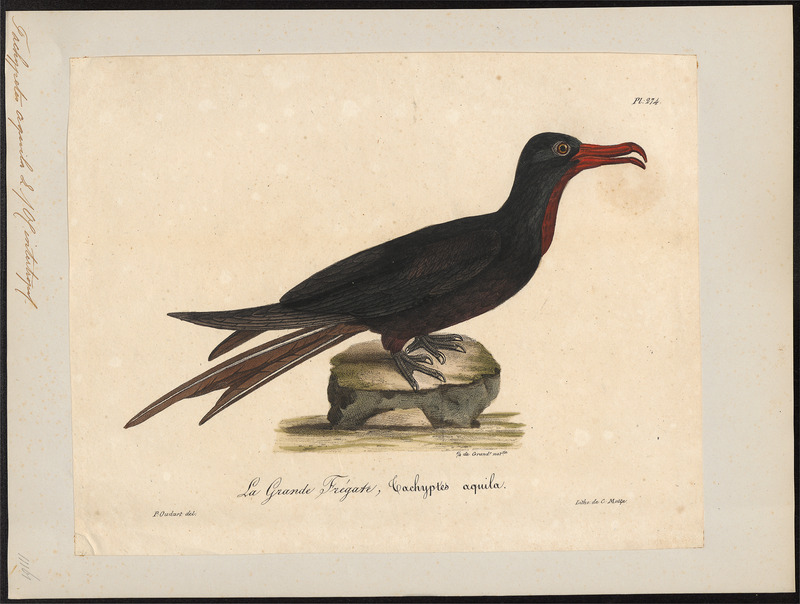 Atagen aquilus - 1825-1834 - Print - Iconographia Zoologica - Special Collections University of Amsterdam - UBA01 IZ18000185.jpg