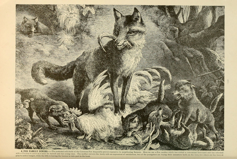 Brehm's Life of animals (Page 233) (6220162149).jpg