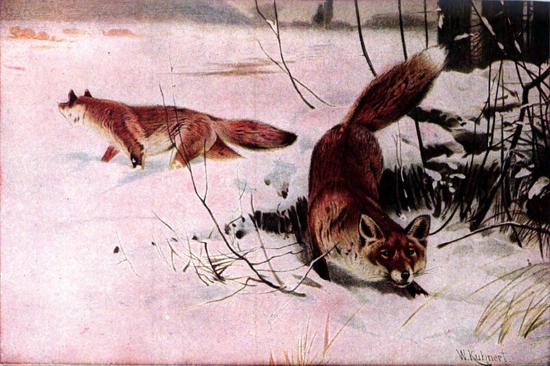 Americana Fox - Red Fox.jpg