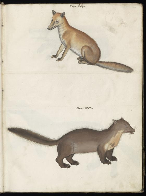 Animal drawings collected by Felix Platter, p2 - (73).jpg