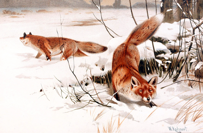 Common foxes in the snow.jpg