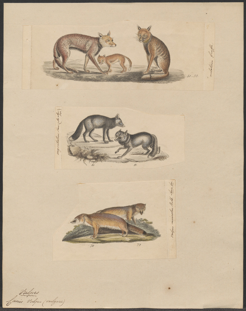 Canis vulpes (vulgaris) - 1700-1880 - Print - Iconographia Zoologica - Special Collections University of Amsterdam - UBA01 IZ22200263.jpg
