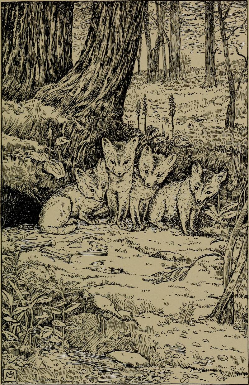 Familiar life in field and forest; the animals, birds, frogs, and salamanders (1898) (14568752249).jpg
