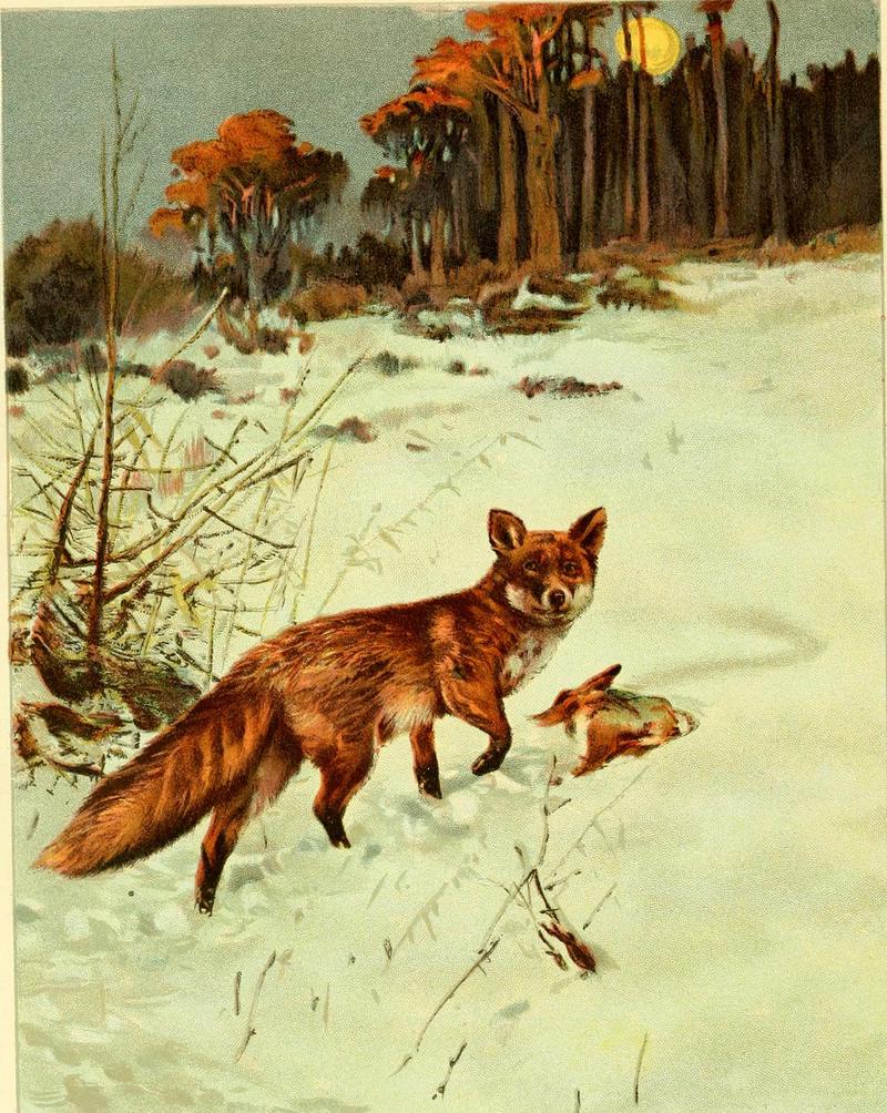 Hunting and trapping stories; a book for boys (1903) (14595978957).jpg