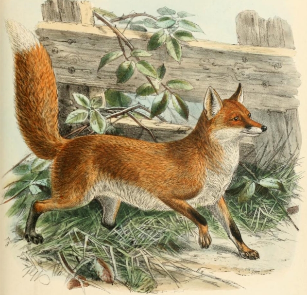Keulemans common fox.png