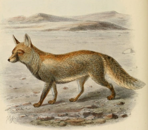 Keulemans white footed fox.png