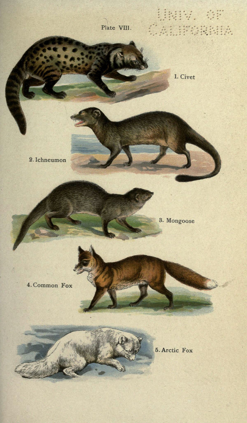 The handy natural history (Coloured Plate VIII) (5985362744).jpg