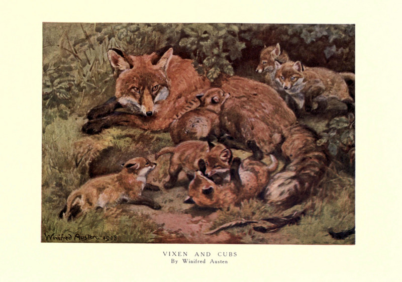 The wild beasts of the world (Pl. 28) (6505645901).jpg