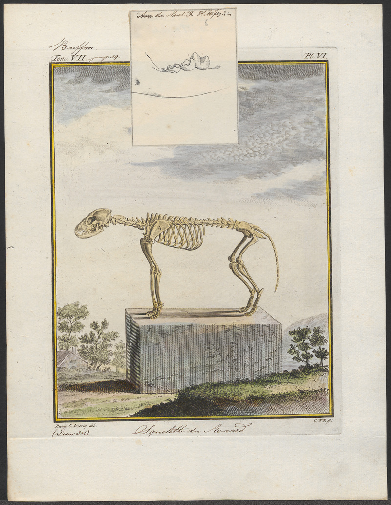 Vulpes vulgaris - skelet - 1700-1880 - Print - Iconographia Zoologica - Special Collections University of Amsterdam - UBA01 IZ22200277.jpg