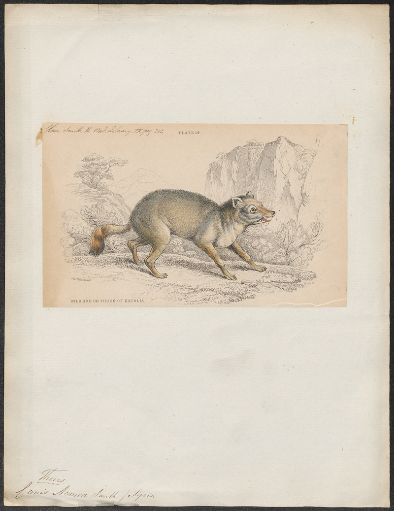 Canis acmon - 1833-1866 - Print - Iconographia Zoologica - Special Collections University of Amsterdam - UBA01 IZ22200123.jpg