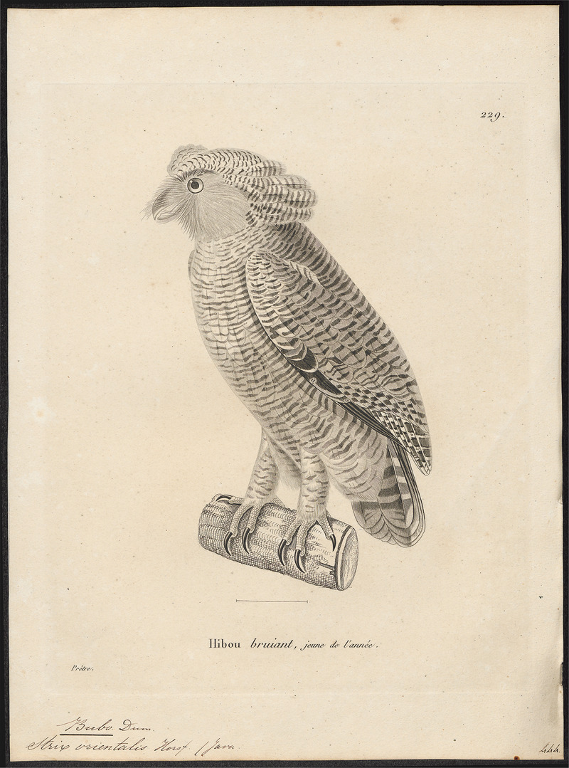 Bubo orientalis - 1700-1880 - Print - Iconographia Zoologica - Special Collections University of Amsterdam - UBA01 IZ18400093.jpg