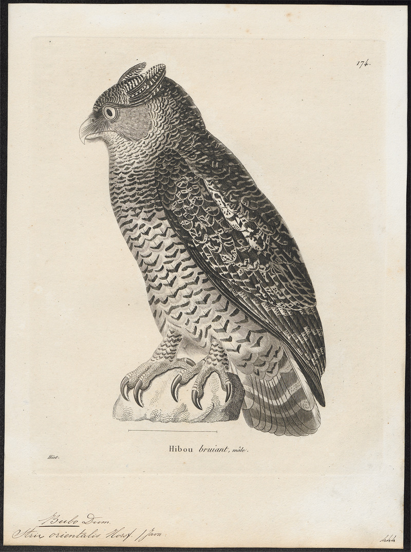 Bubo orientalis - 1700-1880 - Print - Iconographia Zoologica - Special Collections University of Amsterdam - UBA01 IZ18400095.jpg