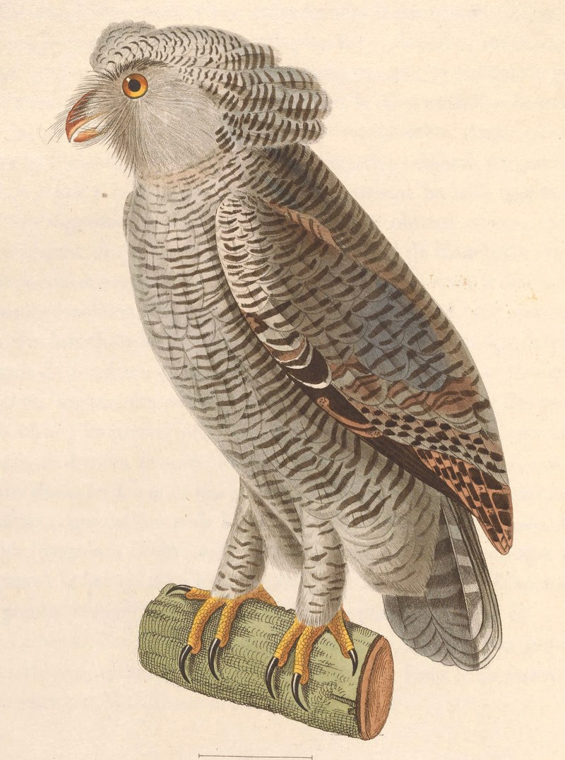Bubo sumatranus strepitans young 1838.jpg