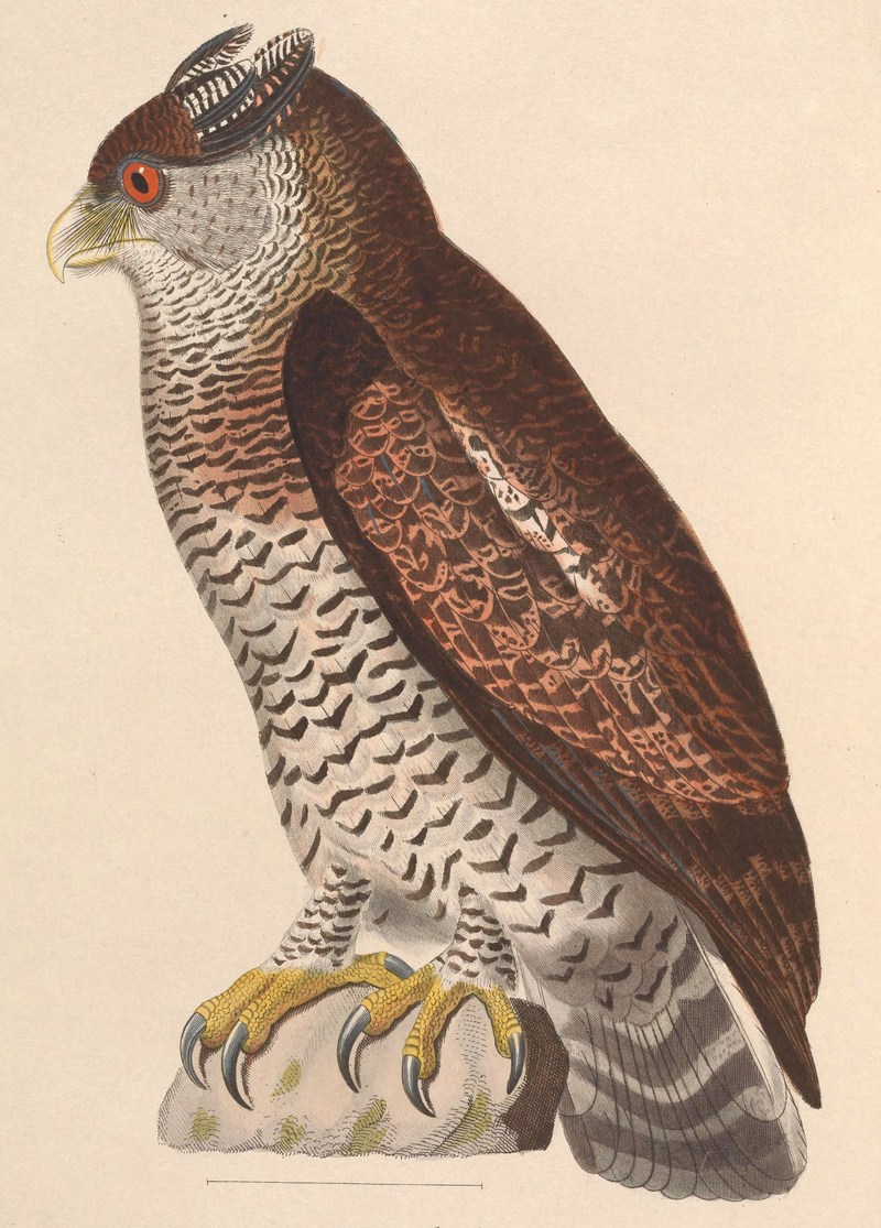 Bubo sumatranus strepitans 1838.jpg
