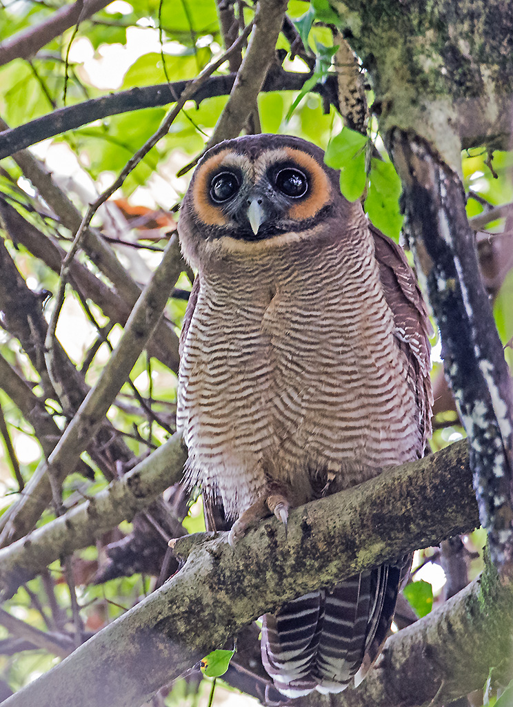 Strix leptogrammica -Surrey Bird Sanctuary, Welimada, Sri Lanka -8a - brown wood owl (Strix leptogrammica).jpg