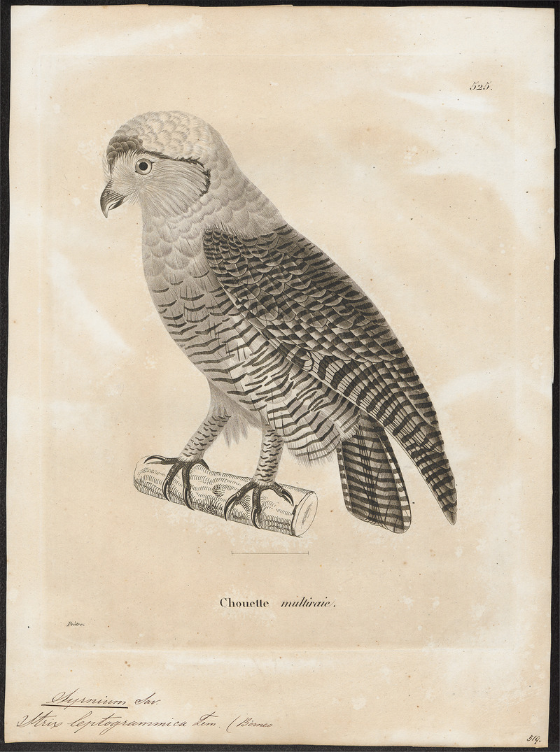 Syrnium leptogrammicum - 1700-1880 - Print - Iconographia Zoologica - Special Collections University of Amsterdam - UBA01 IZ18400171.jpg
