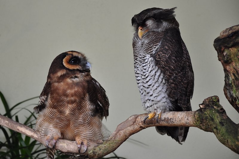 Two owls at Kuala Lumpur Bird Park-8a.jpg