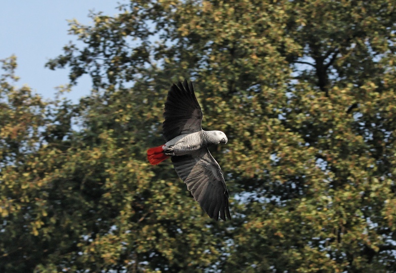 Psittacus erithacus -flying-8a - African grey parrot (Psittacus erithacus).jpg