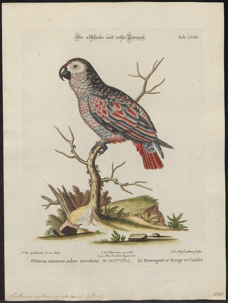 Psittacus erythacus - 1700-1880 - Print - Iconographia Zoologica - Special Collections University of Amsterdam - UBA01 IZ18600063.jpg