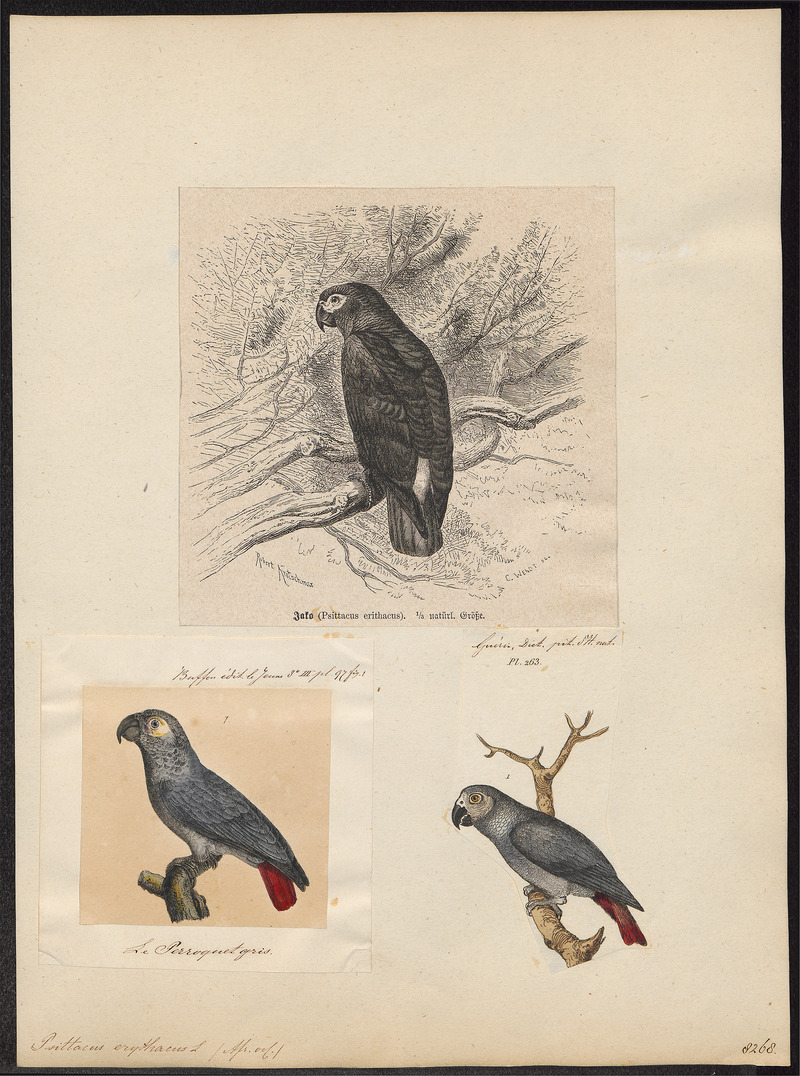 Psittacus erythacus - 1700-1880 - Print - Iconographia Zoologica - Special Collections University of Amsterdam - UBA01 IZ18600065.jpg