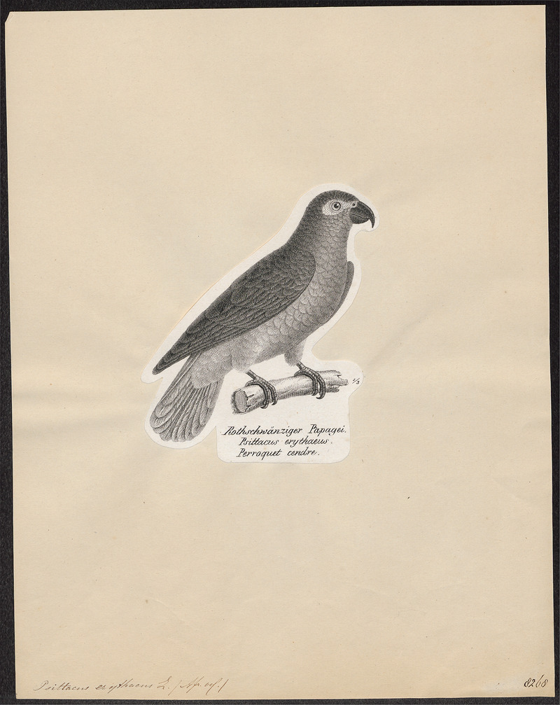 Psittacus erythacus - 1809-1845 - Print - Iconographia Zoologica - Special Collections University of Amsterdam - UBA01 IZ18600067.jpg